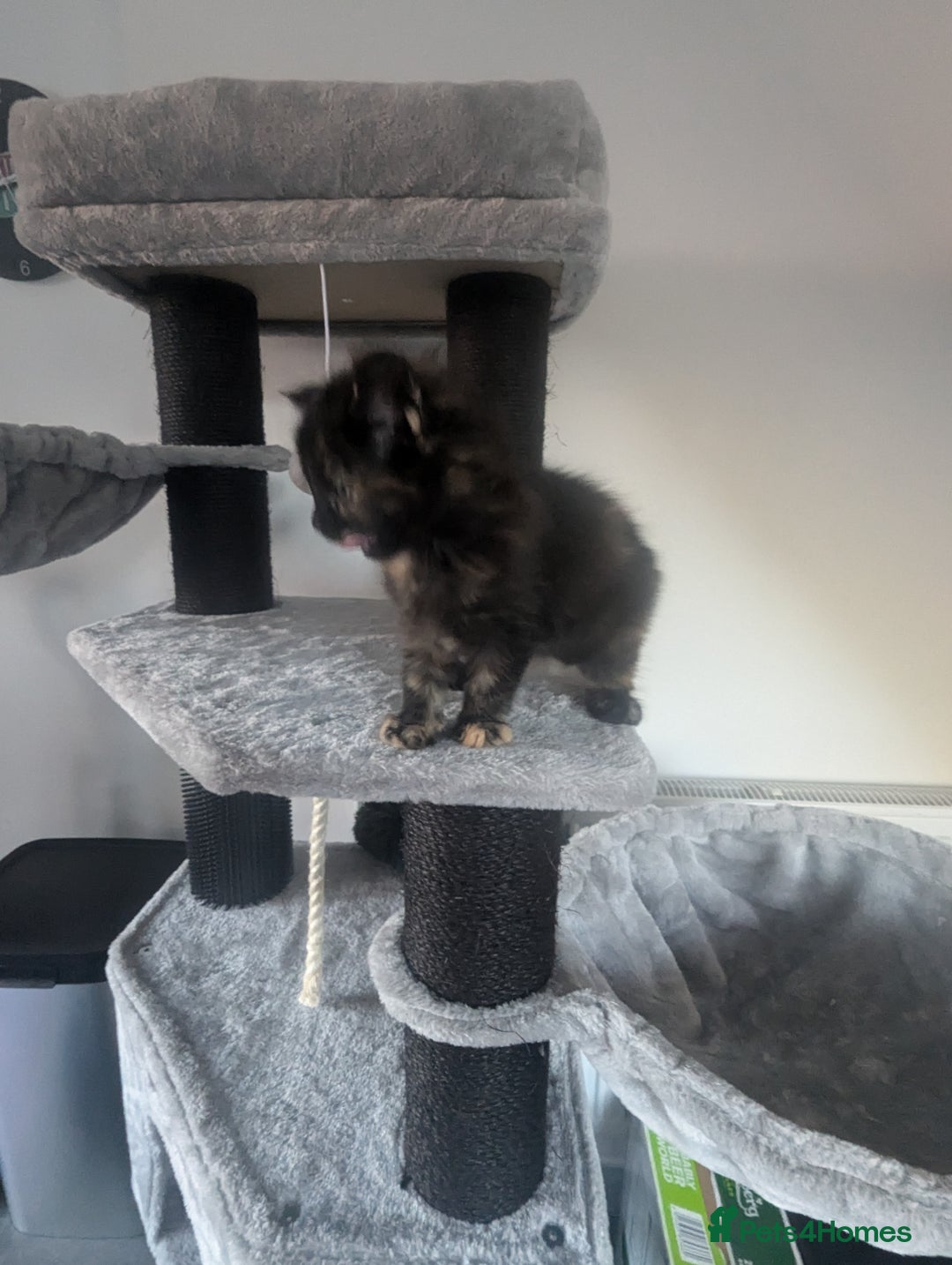 Maine Coon cats for sale: 3 gorgeous healthy full breed Maine coon kittens - Image 9