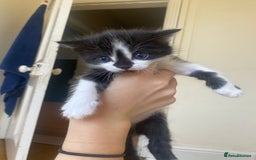 Domestic Shorthair cats for sale: Domestic kittens  - Image 10
