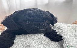 Mini Goldendoodle dogs for sale: A Bundle of Joy F1BB Mini Goldendoodle - Image 10