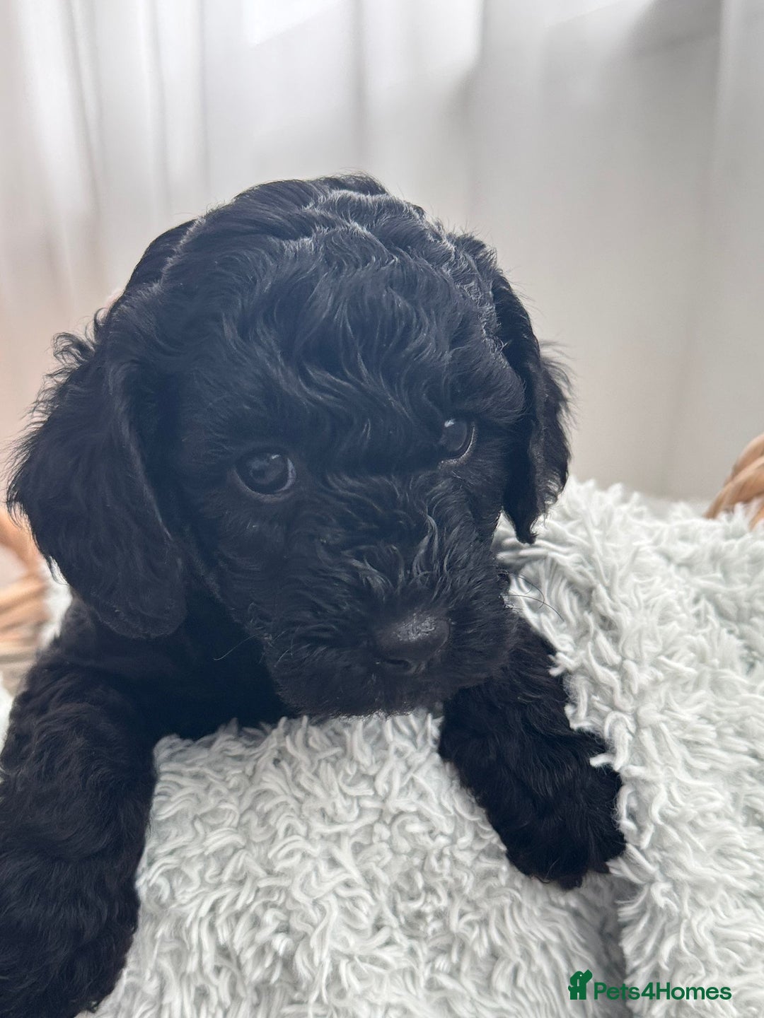 Mini Goldendoodle dogs for sale: A Bundle of Joy F1BB Mini Goldendoodle - Image 10