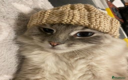 Ragdoll cats for sale: Ragdoll kittens due 25th August  - Image 4