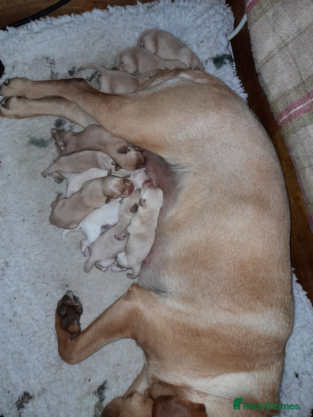 Labrador Retriever dogs for sale: KC Registered Labrador Puppies for sale  - Image 11