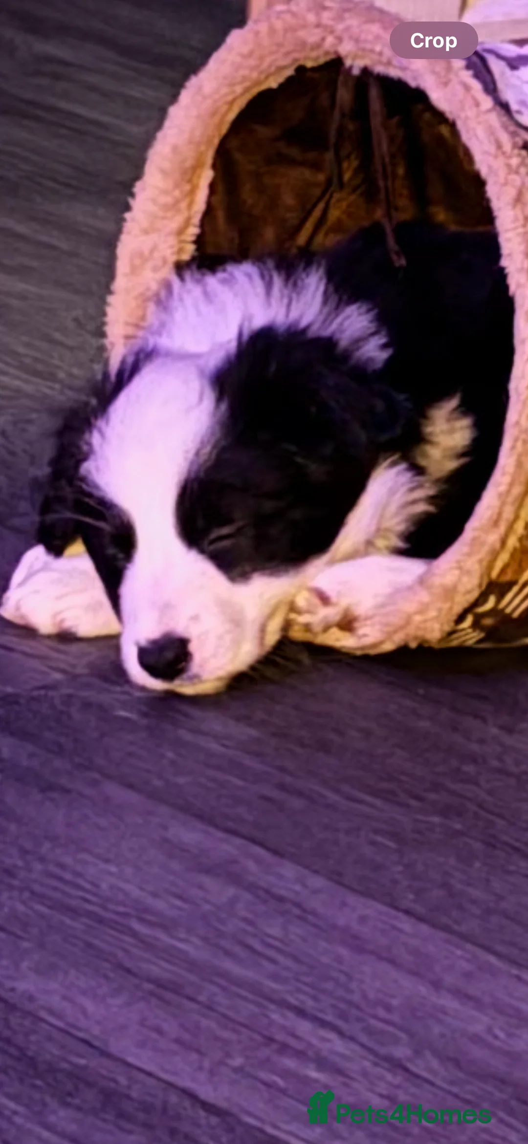 Border Collie dogs for sale: 4 border collie puppies - Advert 12