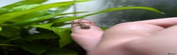 Anole reptiles for sale: Leopard Anoles (Anolis marmoratus marmoratus) - Advert 4