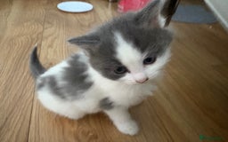 Mixed Breed cats for sale: Kittens for sale - Image 25