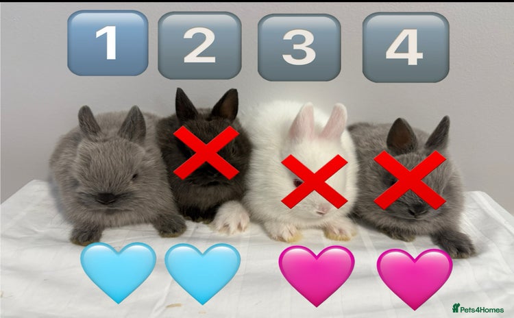 Netherland Dwarf rabbits - Advert 6