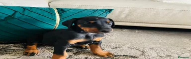 Dobermann Puppy Baby Pink