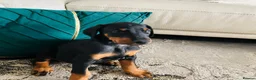 Dobermann dogs for sale: KC registered exclusive Dobermann puppies  - Advert 32