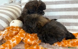 Shihpoo dogs for sale: Shih Tzu X poodle X Shihpoo - Image 10