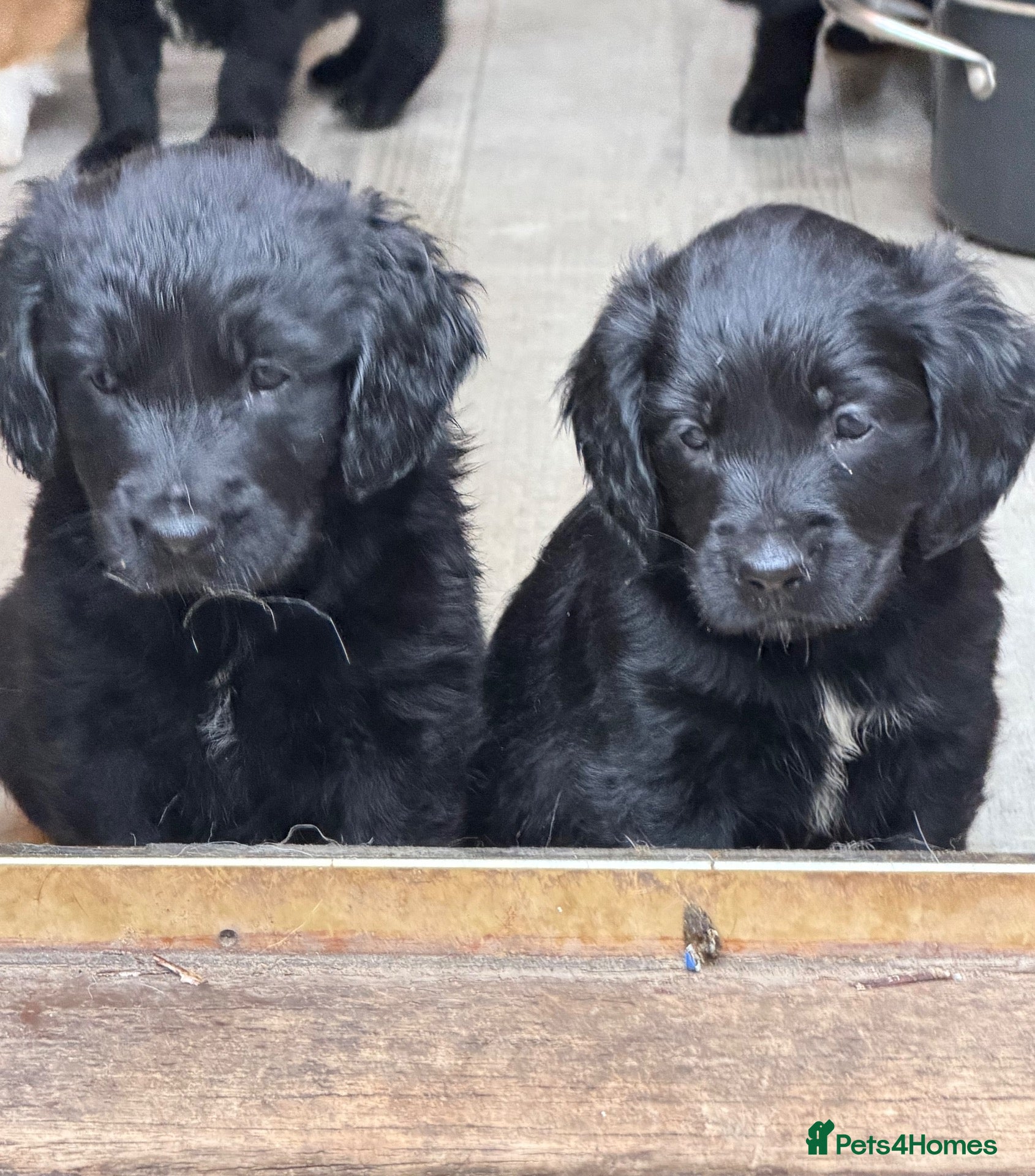 Mixed Breed dogs for sale: Golden Retriever x Springer Spaniel - Advert 2