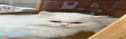 British Longhair cats for sale: British Long Hair Male - Advert 4
