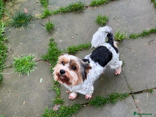 Biewer Terrier dogs Biewer terrier looking for a new home - Advert 2