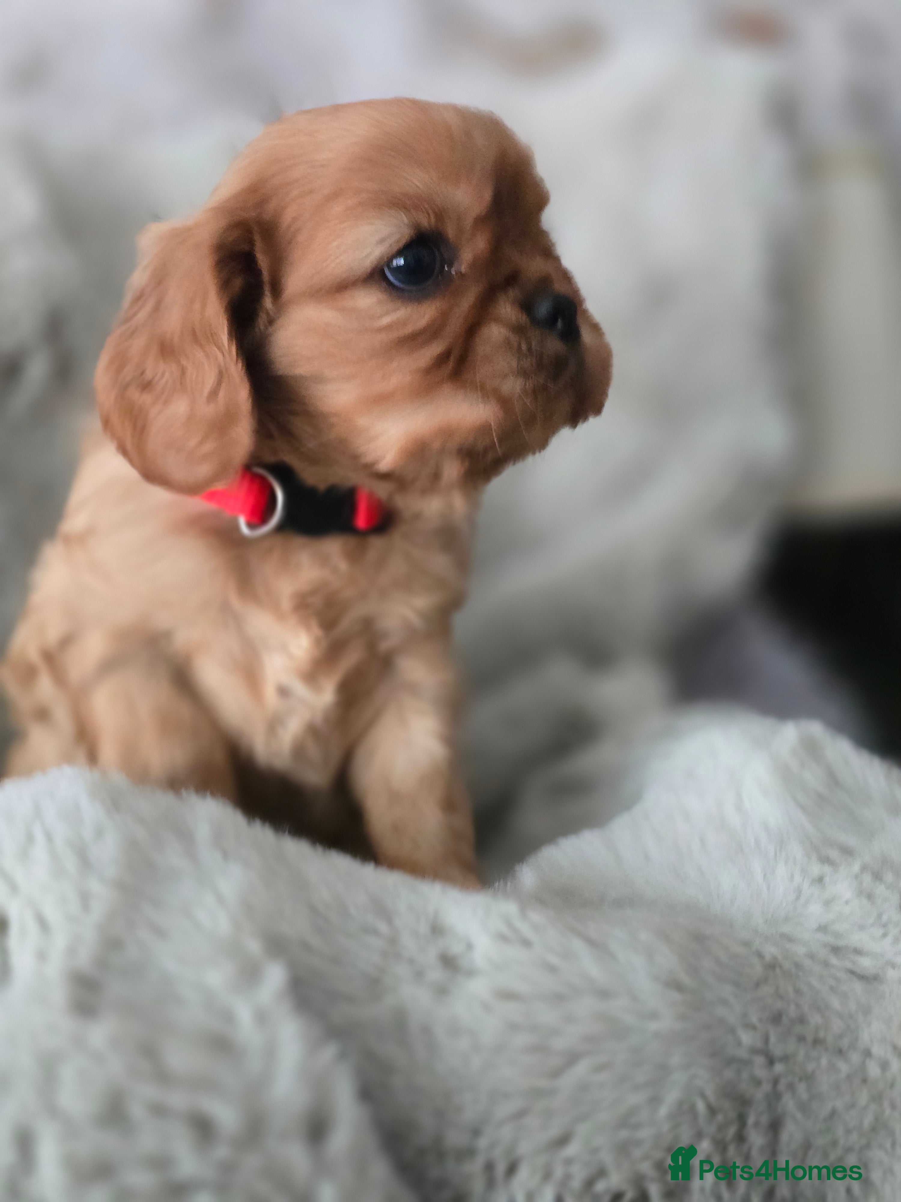 Cavalier King Charles Spaniel dogs Beautiful Cavalier King Charles Puppies  - Advert 4