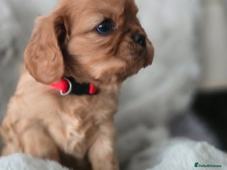 Cavalier King Charles Spaniel dogs Beautiful Cavalier King Charles Puppies - Advert 5