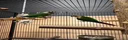 Parrots birds for sale: Green Cheek Conures - Advert 1