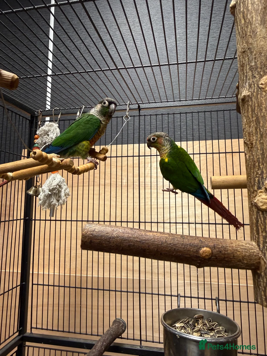 Parrots birds for sale: Green Cheek Conures - Advert 1