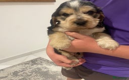 Cocker Spaniel dogs for sale: Kc show cocker spaniels with 5 week free insurance - Advert 6