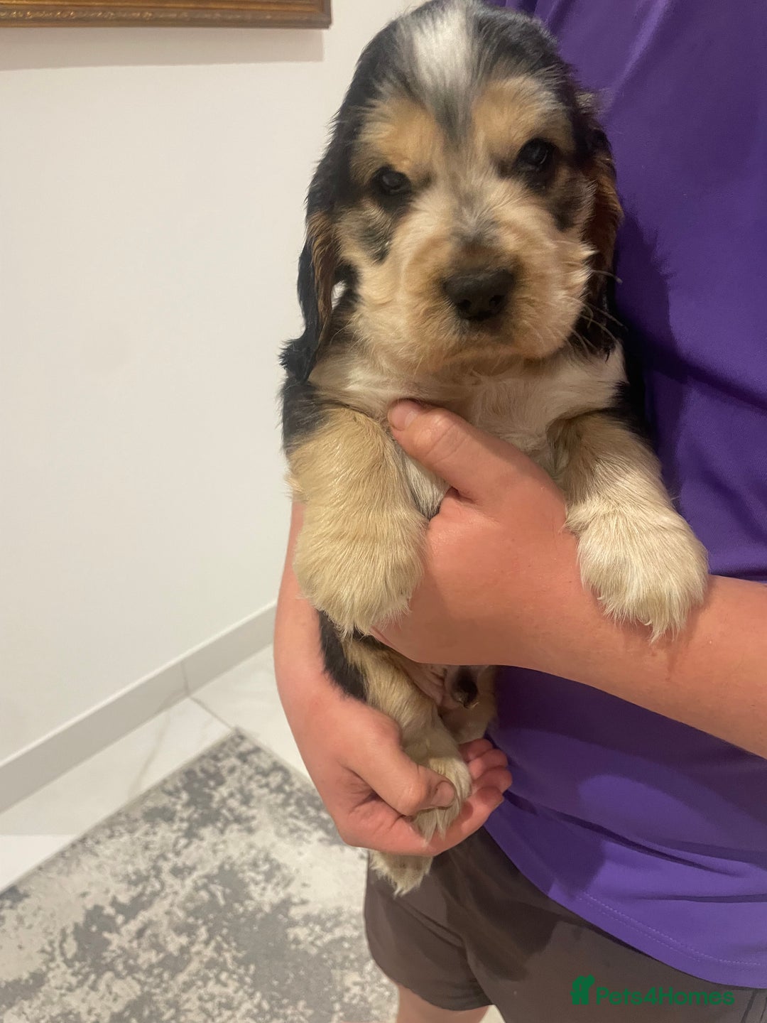 Cocker Spaniel dogs for sale: Kc show cocker spaniels with 5 week free insurance - Advert 6