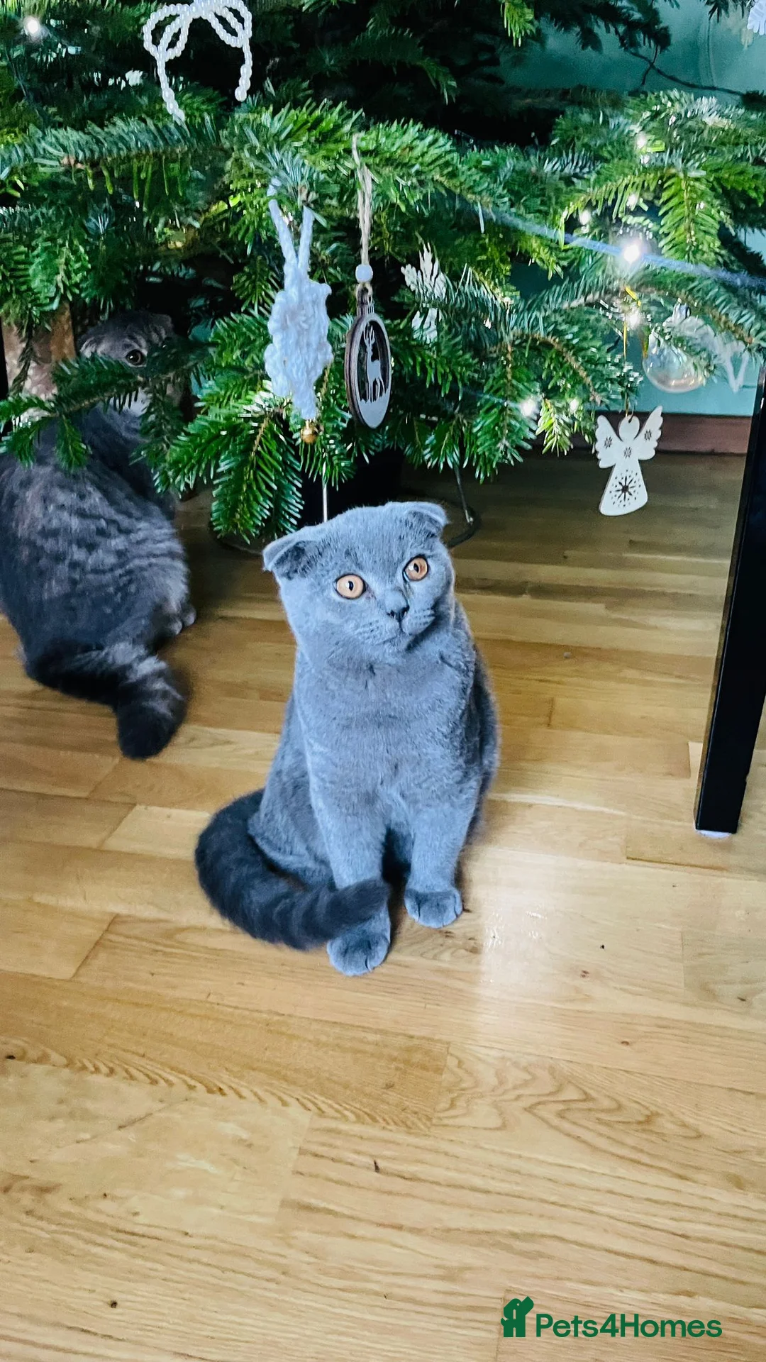 Scottish Fold cats for sale: Beautiful Blue Scottish Fold Boy - Advert 1