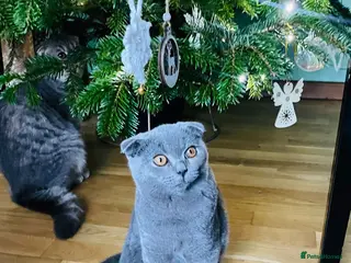 Scottish Fold cats Beautiful Blue Scottish Fold Boy - Advert 4