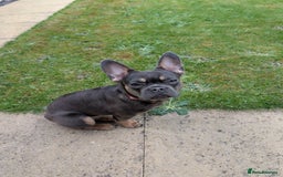 French Bulldog dogs for sale: French Bulldog - Image 4
