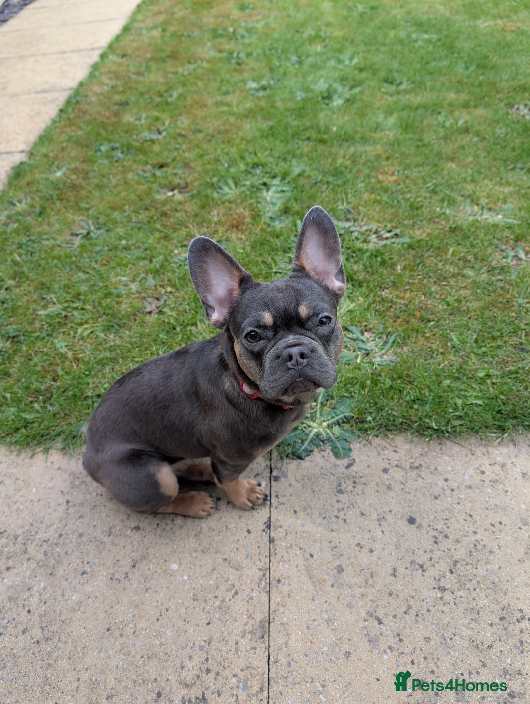 French Bulldog dogs for sale: French Bulldog - Image 4