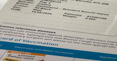 Dachshund dogs Dachshund puppy male - Advert 14