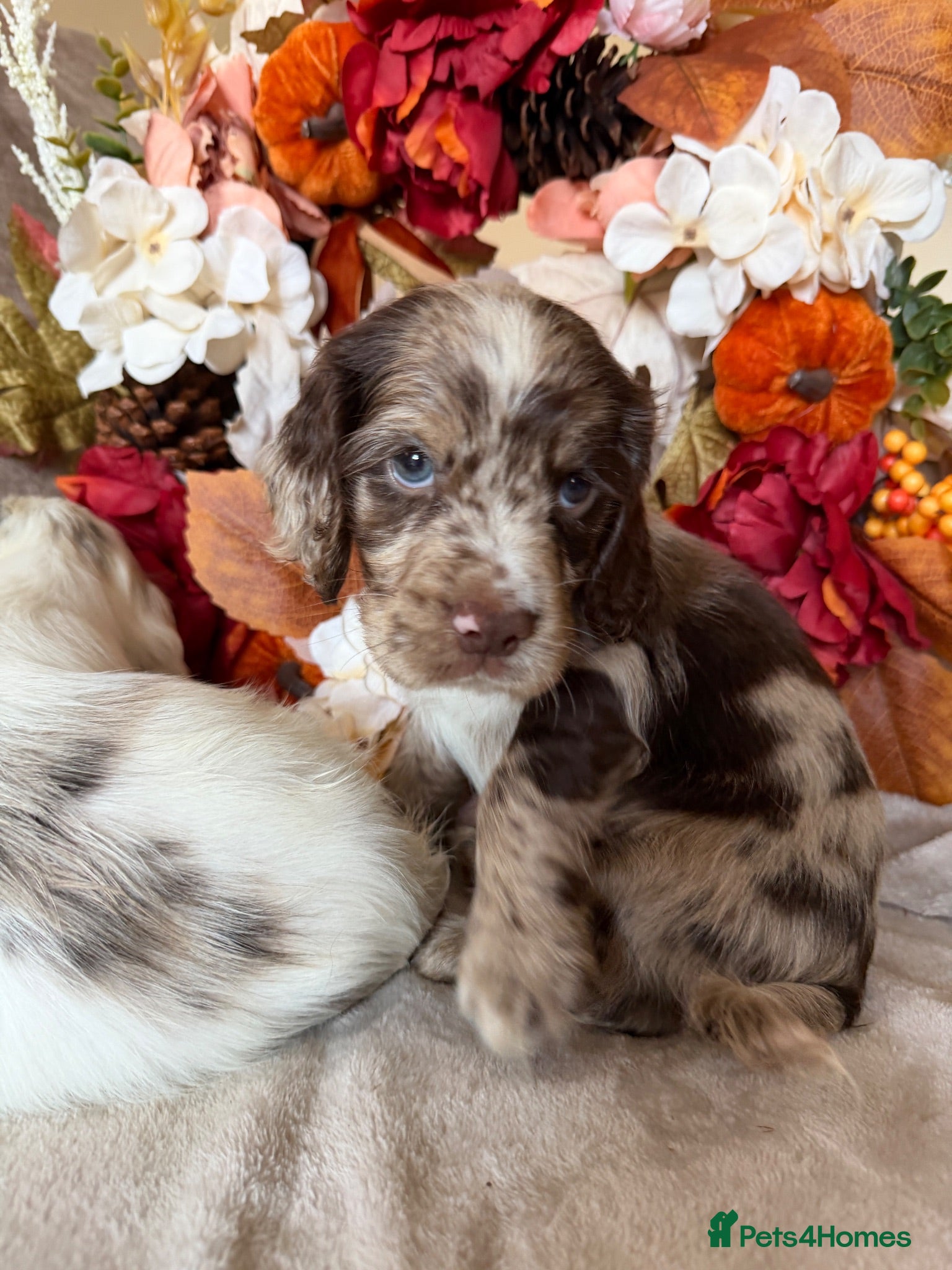 Cocker Spaniel dogs Beautiful Merle Cocker Spaniel Puppies  - Advert 15
