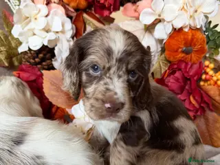 Cocker Spaniel dogs Beautiful Merle Cocker Spaniel Puppies - Advert 15