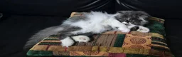 Persian cats for sale: Persian Long-Haired Male Kitten for a Loving Home - Advert 9