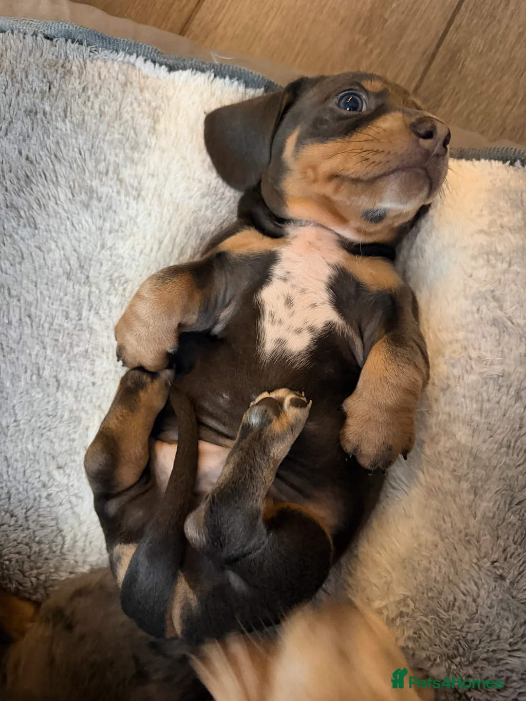 Dachshund dogs for sale:  Family dogs first puppies - stunning Dachshunds  - Advert 31