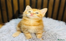 Mixed Breed cats for sale: 🎃 4 Pumpkin Gingers & 2 Phantom Kittens 👻 - Image 23