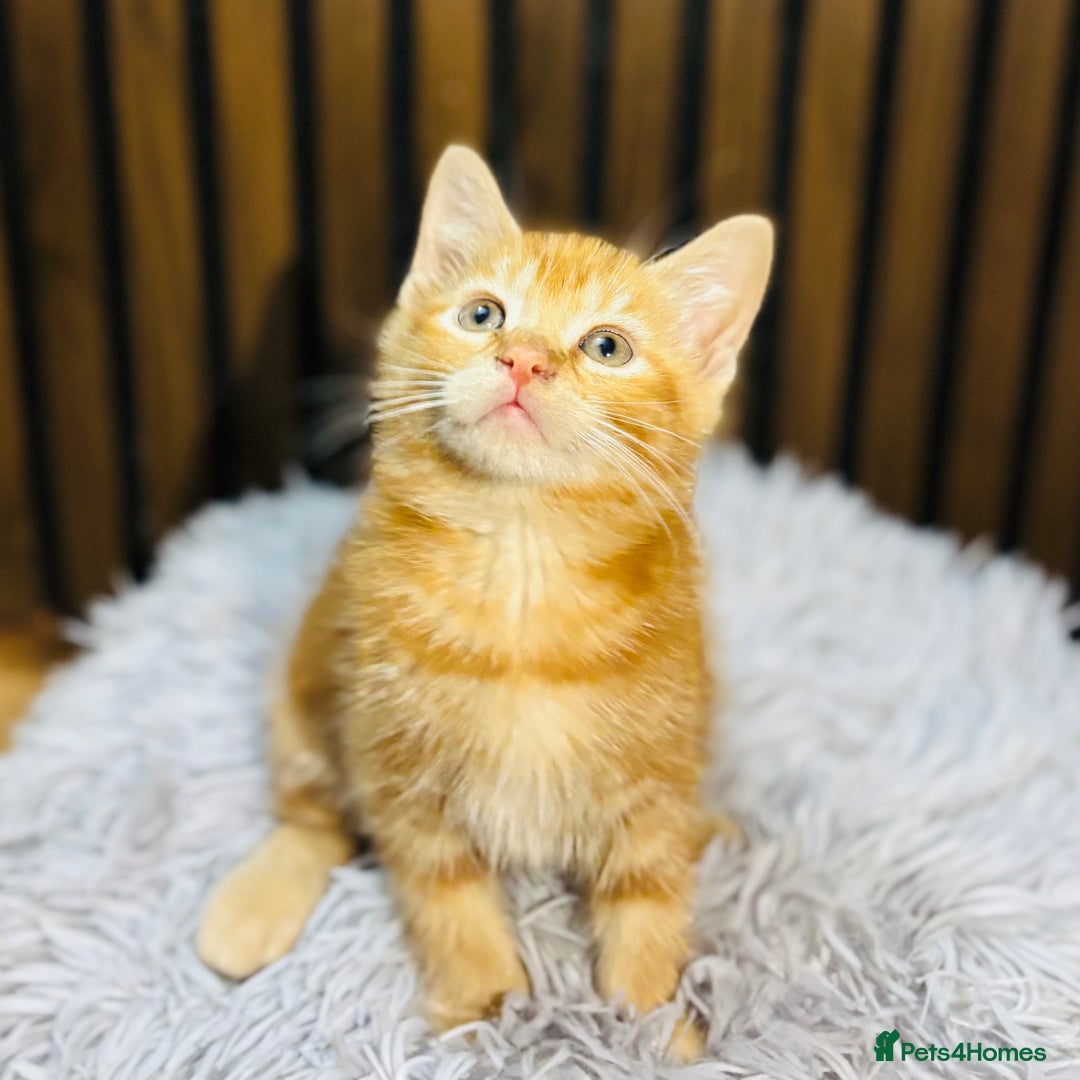 Mixed Breed cats for sale: 🎃 4 Pumpkin Gingers & 2 Phantom Kittens 👻 - Image 23