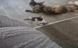 Mixed Breed cats for sale: Beautiful kittens  - Image 1