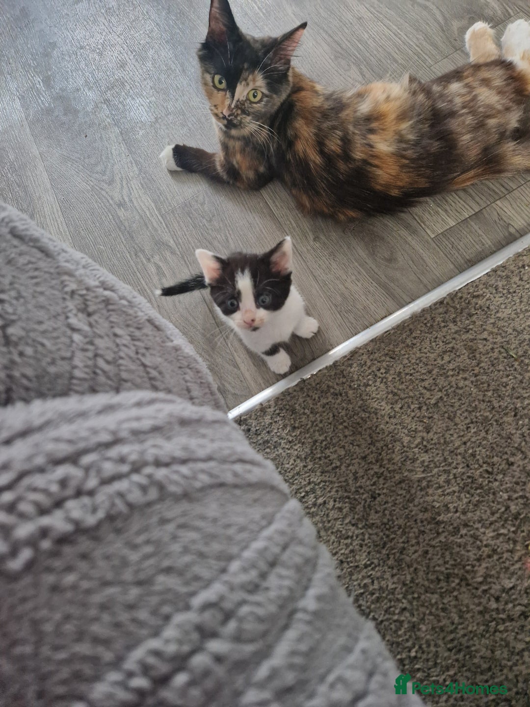 Mixed Breed cats for sale: Beautiful kittens  - Image 1