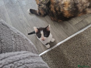 Mixed Breed cats - Advert 11