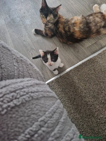 Mixed Breed cats - Advert 14