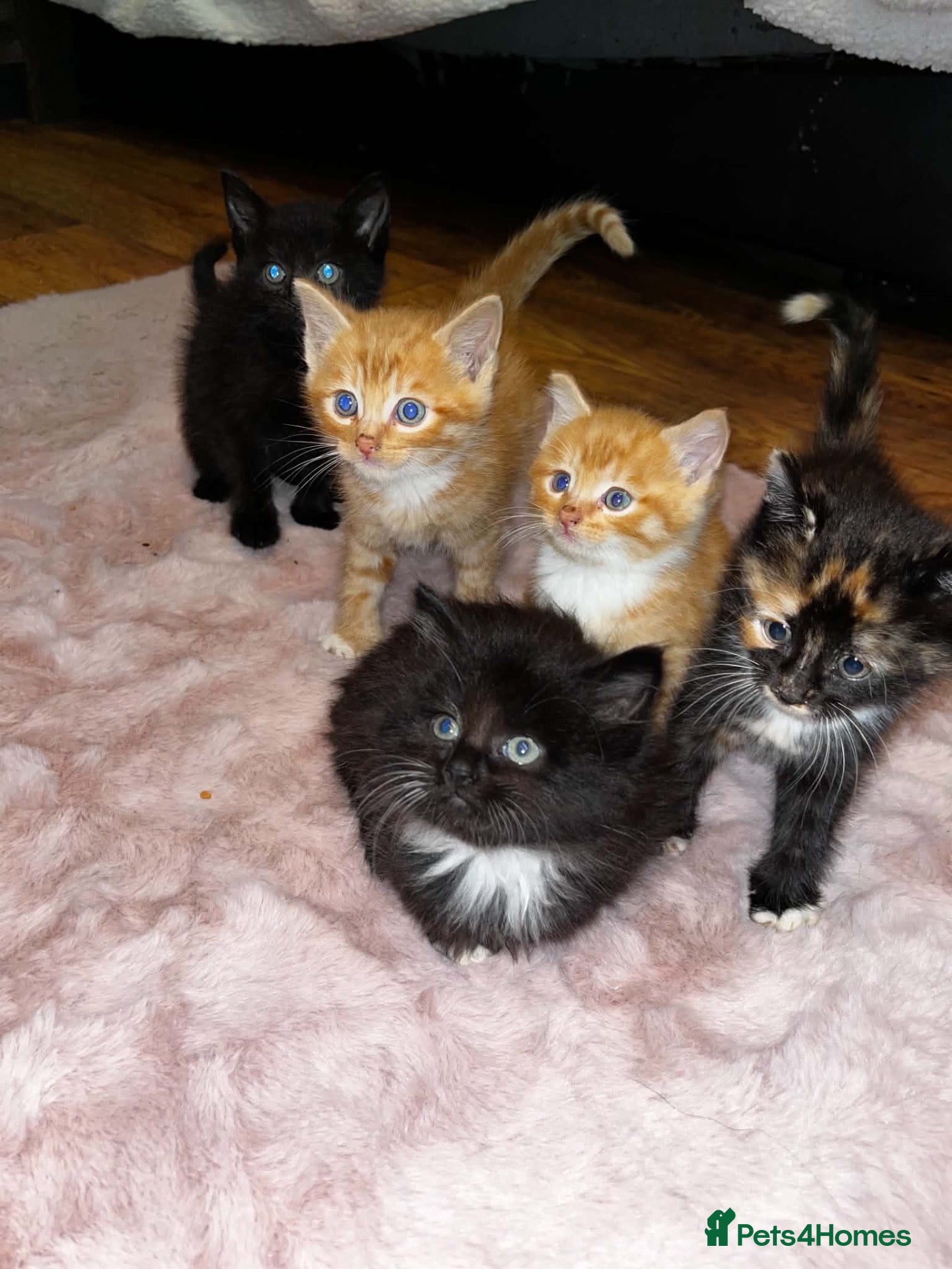 Mixed Breed cats Beautiful kittens for sale  - Advert 10