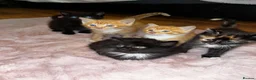 Mixed Breed cats for sale: Beautiful kittens for sale  in Stoke-on-Trent - Advert 1