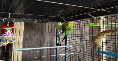 Budgerigars birds - Advert 3