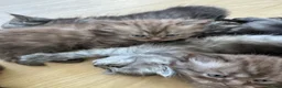 Persian cats for sale: Stunning Persian x Ragdoll kittens Ready for Homes in Watford - Advert 1