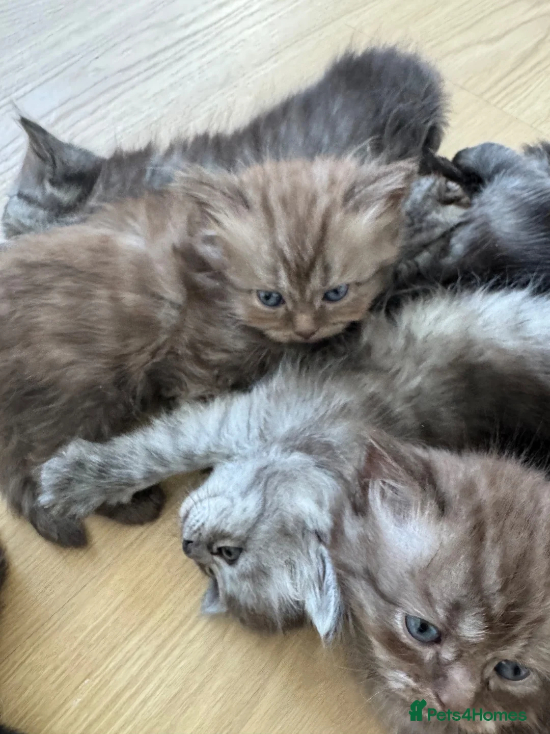 Persian cats for sale: Stunning Persian x Ragdoll kittens Ready for Homes in Watford - Advert 1