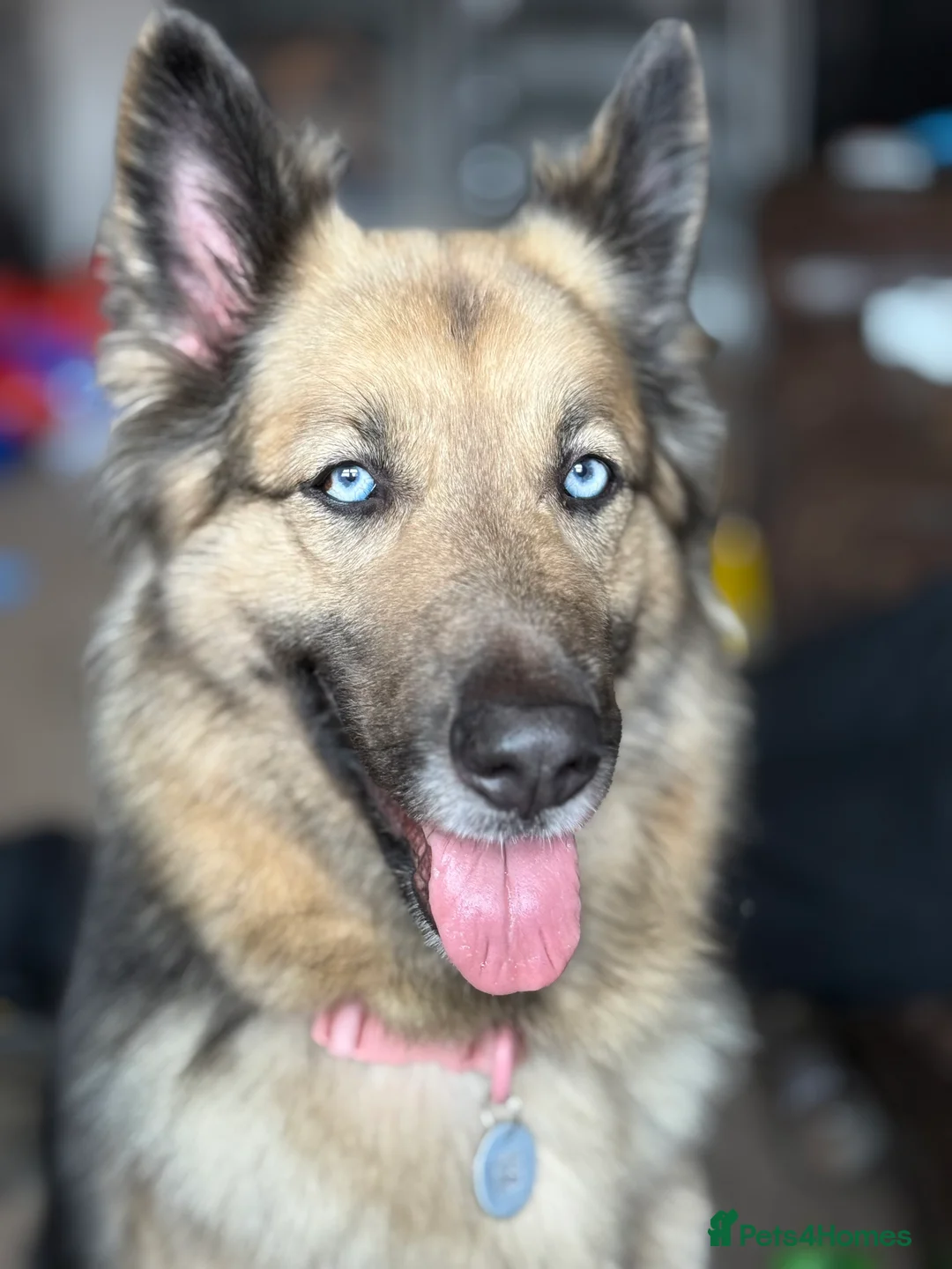 German Shepherd dogs for sale: German Shepherd  in Wakefield - Advert 1