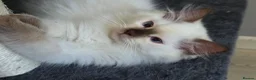 Ragdoll cats for sale: GCCF REGISTERED RAGDOLL KITTENS  - Advert 7