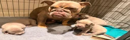 Mixed Breed dogs for sale: Beautiful Bullmaraner Puppies x 5  - Advert 15