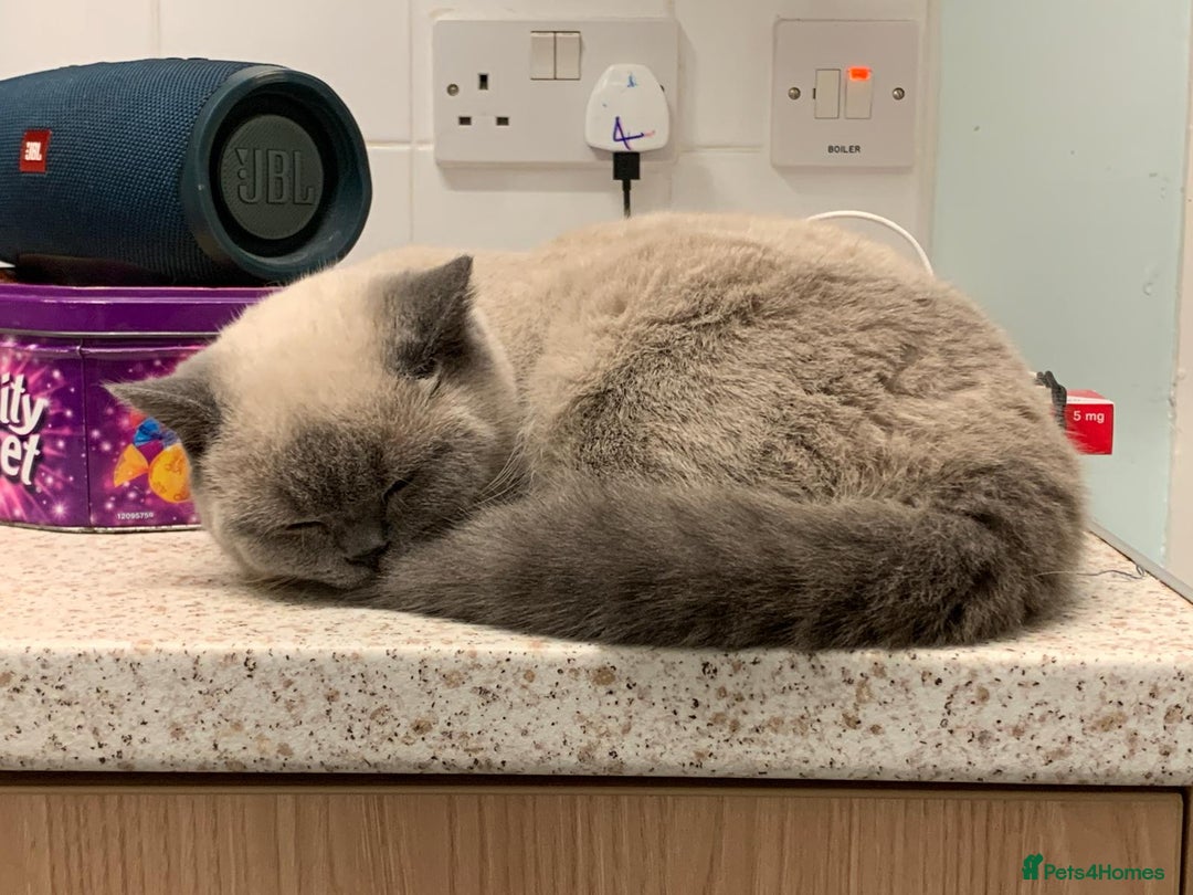 British Shorthair cats for sale: STUNNING LILAC BLUE BHS YOUNG FEMALE CAT - Advert 4
