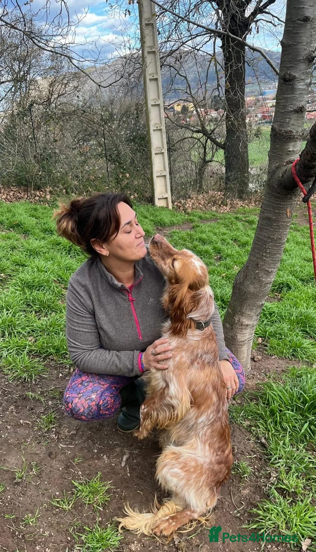 English Setter dogs for adoption: Tito  - Advert 8