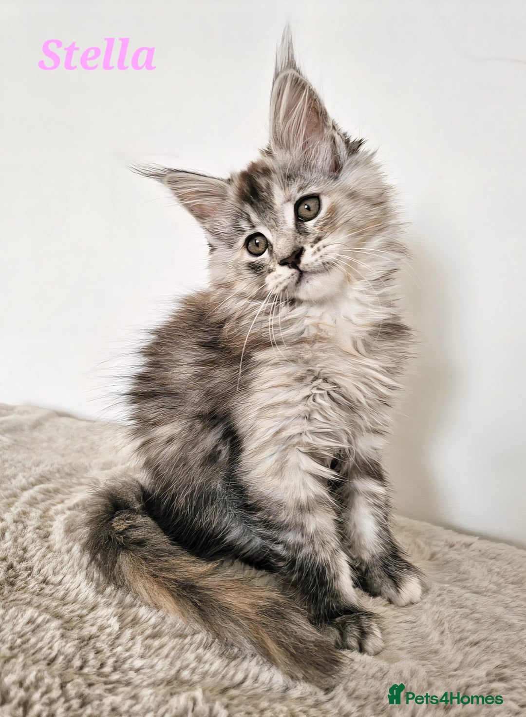 Maine Coon cats for sale:   Maine Coon kittens looking for loving homes - Image 4