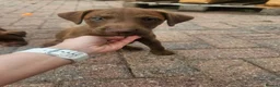 Patterdale Terrier dogs for sale: Chocolate Patterdale Terriers - Advert 12
