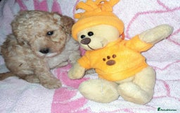 Cockapoo dogs for sale: Gorgeous Cockapoo puppy’s   - Image 16